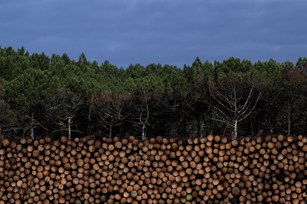 Wood Logs Export  GLOBAL WOOD TRADE